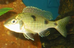 The female retains her spots and silvery surface.