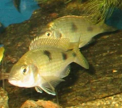 The pair (including the first male) photographed together.