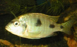 This was my first male, who unfortunately died during a move.