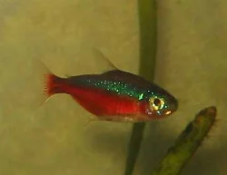 Closeup of a Cardinal Tetra.
