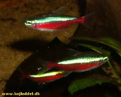 3 Cardinal Tetras photographed with my Pentax S5i.
