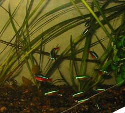 Here is a school of Cardinal Tetras.