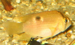 Cleithracara maronii