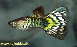 A recent photo of my leopard guppies.