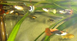 Another selection of guppies, featuring a leopard guppy, a type I have very few of.