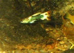 A male representing the prototype for about a third of my males.