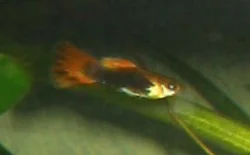 A male representing the prototype for the second third of my males.