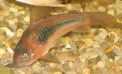 The Bronze Corydoras is a bottom dweller and rarely swims to the surface.

