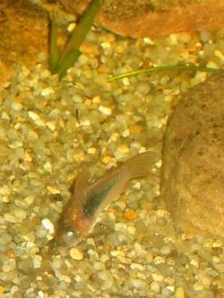 I haven't taken that many pictures of the Bronze Corydoras, but this is one of the first.
