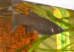 One of my female *Black Mollies*.