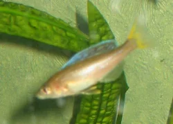 The male can be identified by the developing coloration of the fins.