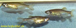 A group of 3 Danios.