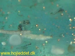 Eggs 2 days after spawning - note the developed larvae and a single moldy egg.