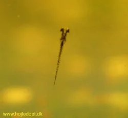 A larva hanging on the glass 3 days after spawning.