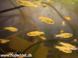 Here are my Danios at approximately 8 weeks of age.