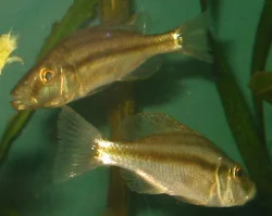 November 29, 2003. Here are 2 of my newly purchased compressiceps.
