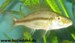 December 25, 2003. There is virtually no hint of color on this fish, besides the black stripe.
