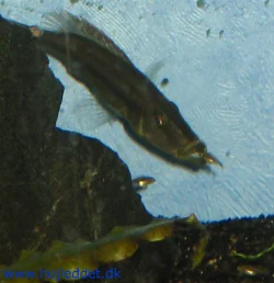 May 2004 - The fry are lining up to get "inside in the warmth".
