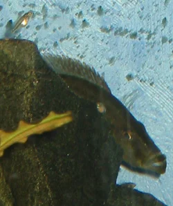 May 2004 - One of my females surrounded by her fry.
