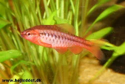 A male titteya barb.

