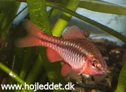The male titteya barb has a beautiful red color with a dark brown stripe along the body all th eway through the tail fin.
