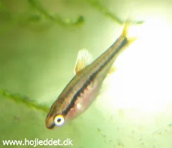 One of the titteya fry from my first breeding attempts.
