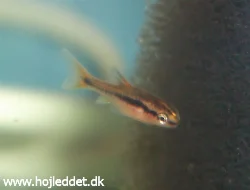 The other titteya fry from my first breeding attempts, which was rather feeble as I didn't even know the parents had spawned until I saw the fry.
