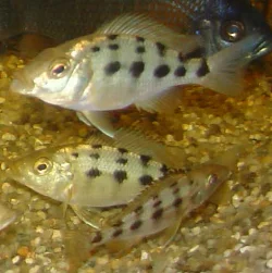 My rostratus fry is still far from grown size - the biggest ones on this picture is about 8-9 cm.
