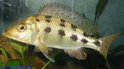 This image of my biggest F. rostratus is from mid-January 2004.
