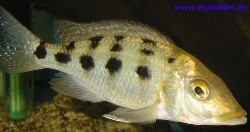 One more picture of the male.
