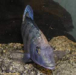 Now my male is beginning to show some coloration - shot June 2004 with my new Olympus C-5060WZ.
