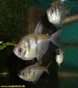 A small school of Black Tetras posing for the camera.