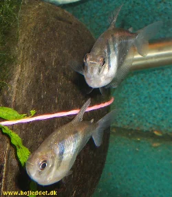 A male Black Tetra below and a female above.