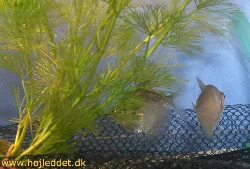 The Black Tetra pair in the breeding tank. Note the grate at the bottom and the Cabomba on the right.