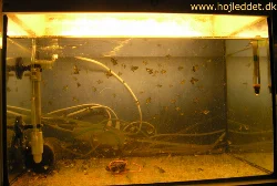 A 25-liter tank filled with young Black Tetras, approximately one month old.