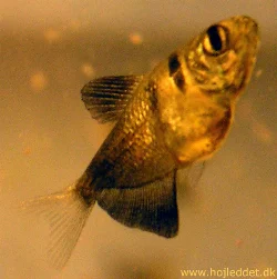 Gymnocorymbus ternetzi (Black Tetra, Black Widow Tetra)