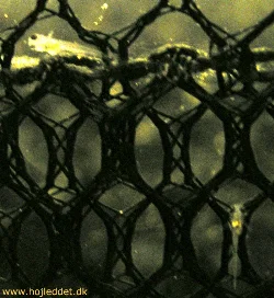 Gymnocorymbus ternetzi (Black Tetra, Black Widow Tetra)