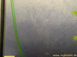 Gymnocorymbus ternetzi (Black Tetra, Black Widow Tetra)