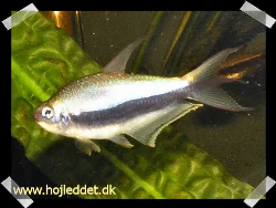 A stunning male Emperor Tetra displaying its extended fin rays.