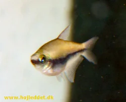 A female Emperor Tetra with a noticeably rounder belly.