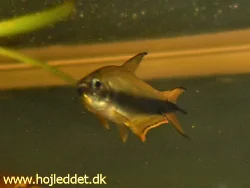 Males often display and defend their territories.