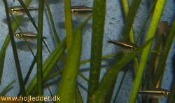 A small school of Black Neon tetras waiting to be introduced to their new home.
