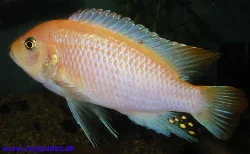 Metriaclima estherea male - the pink type