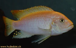 My male estherea captured with a Sony DSC-V1.
