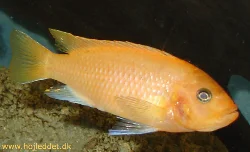 Another picture of my largest female.