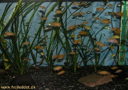 My 2 estherea females are very productive - here are a tank primarily filled with estherea fry.
