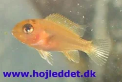 Here is a picture of my very first estherea fry.