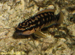 Close-up of a *Julidochromis transcriptus*.