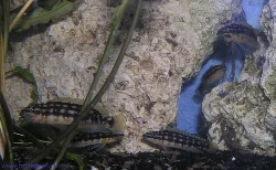 The group of fish gathered by the rocks.