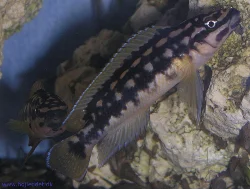 My fish are F1 generation, offspring of wild-caught parents.